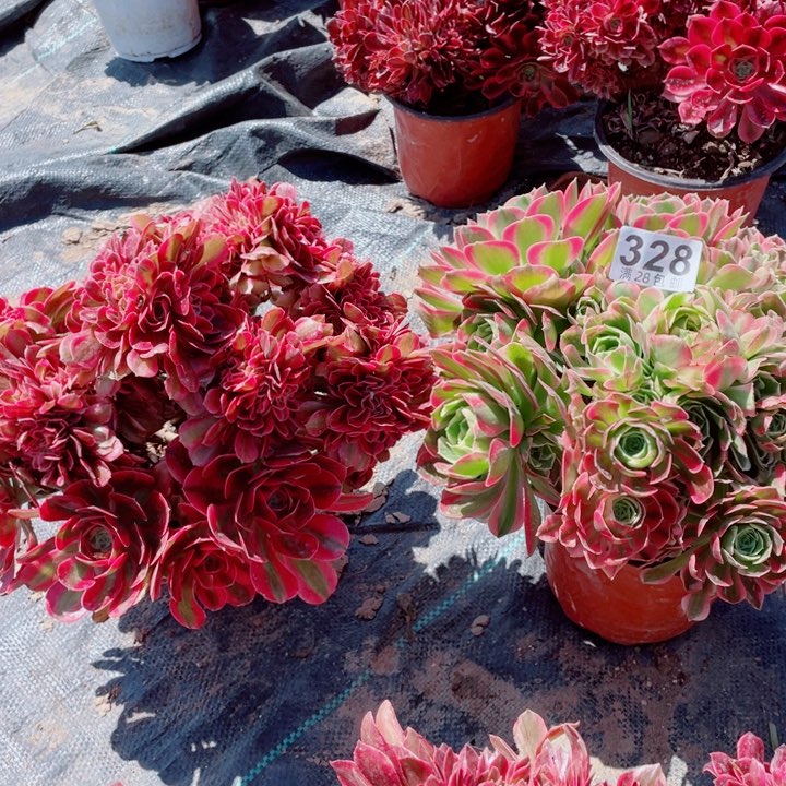 多肉植物组合328