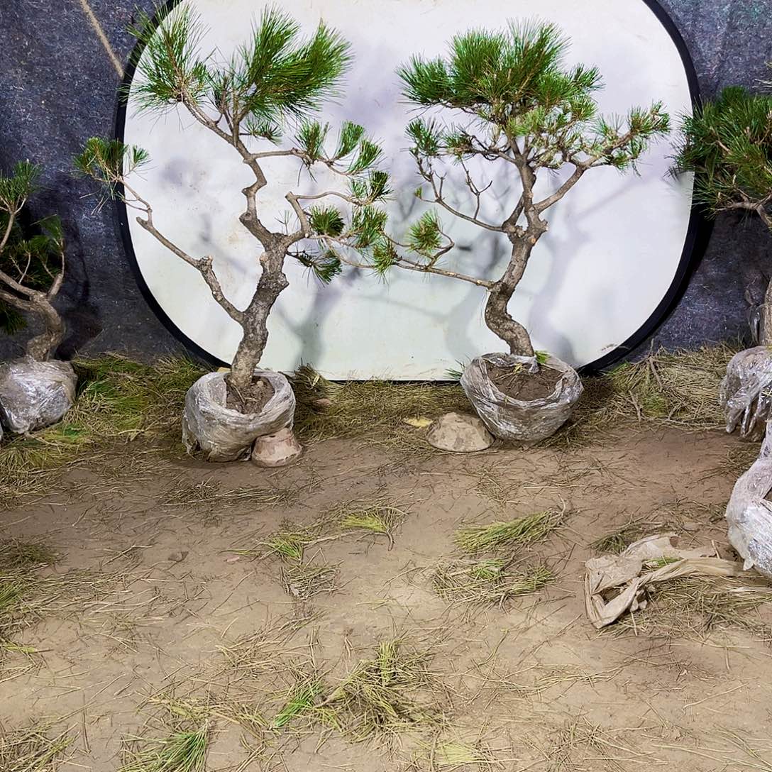 蓝***q无花朵黑松222222222223