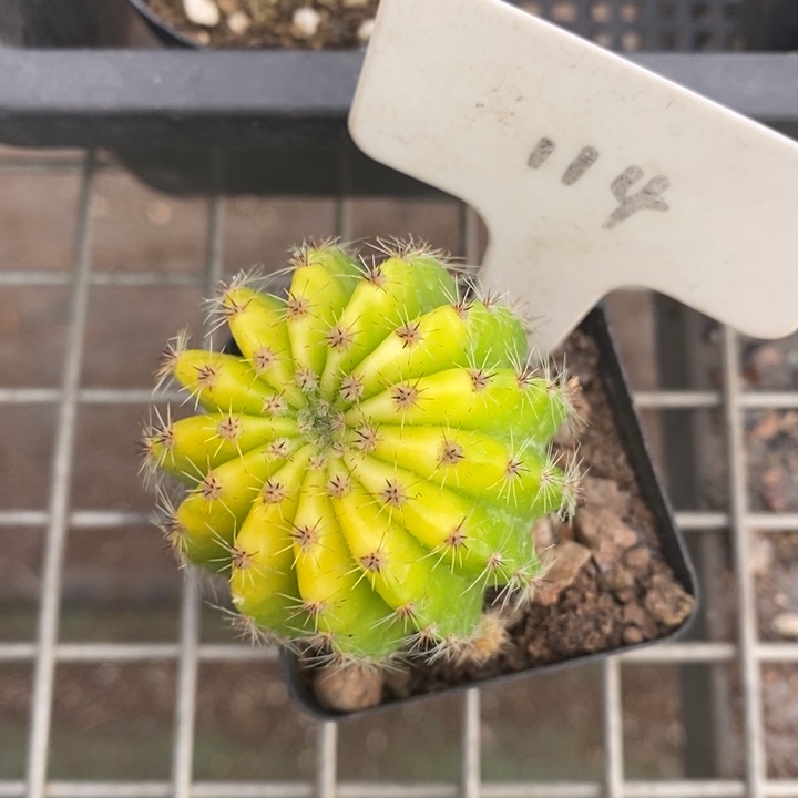 伯克利和格蕾纳等著名音乐