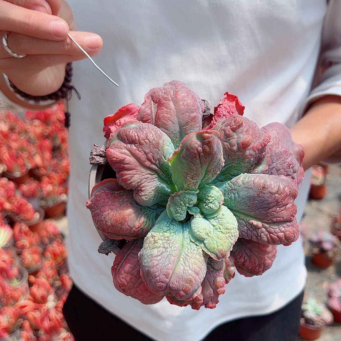 狂野男爵大单头多肉