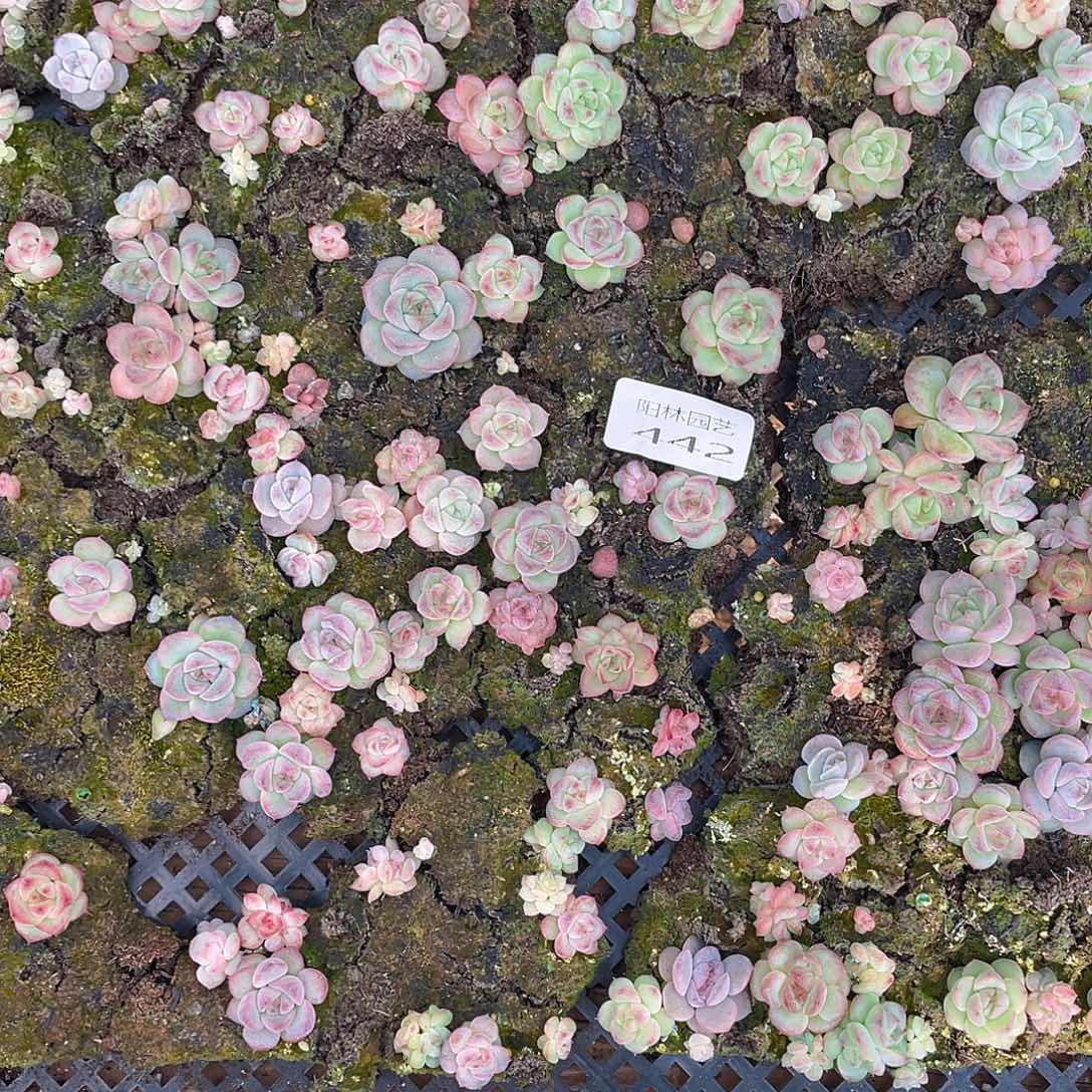 大***鹿多肉植物多肉植物442