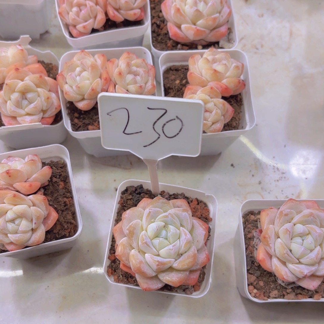 珊*珊我的小可爱们都好可爱