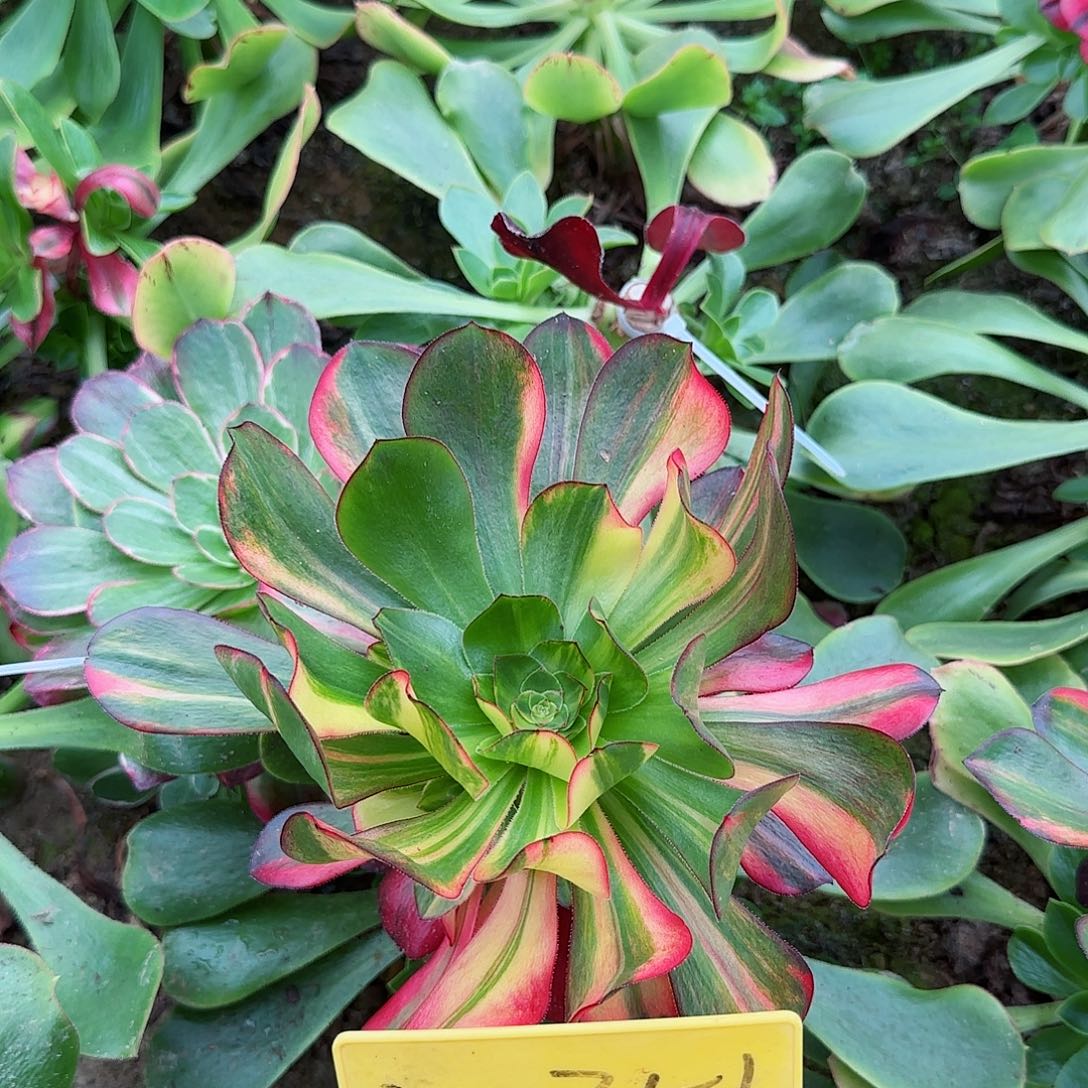 3-351-++多头多肉植物