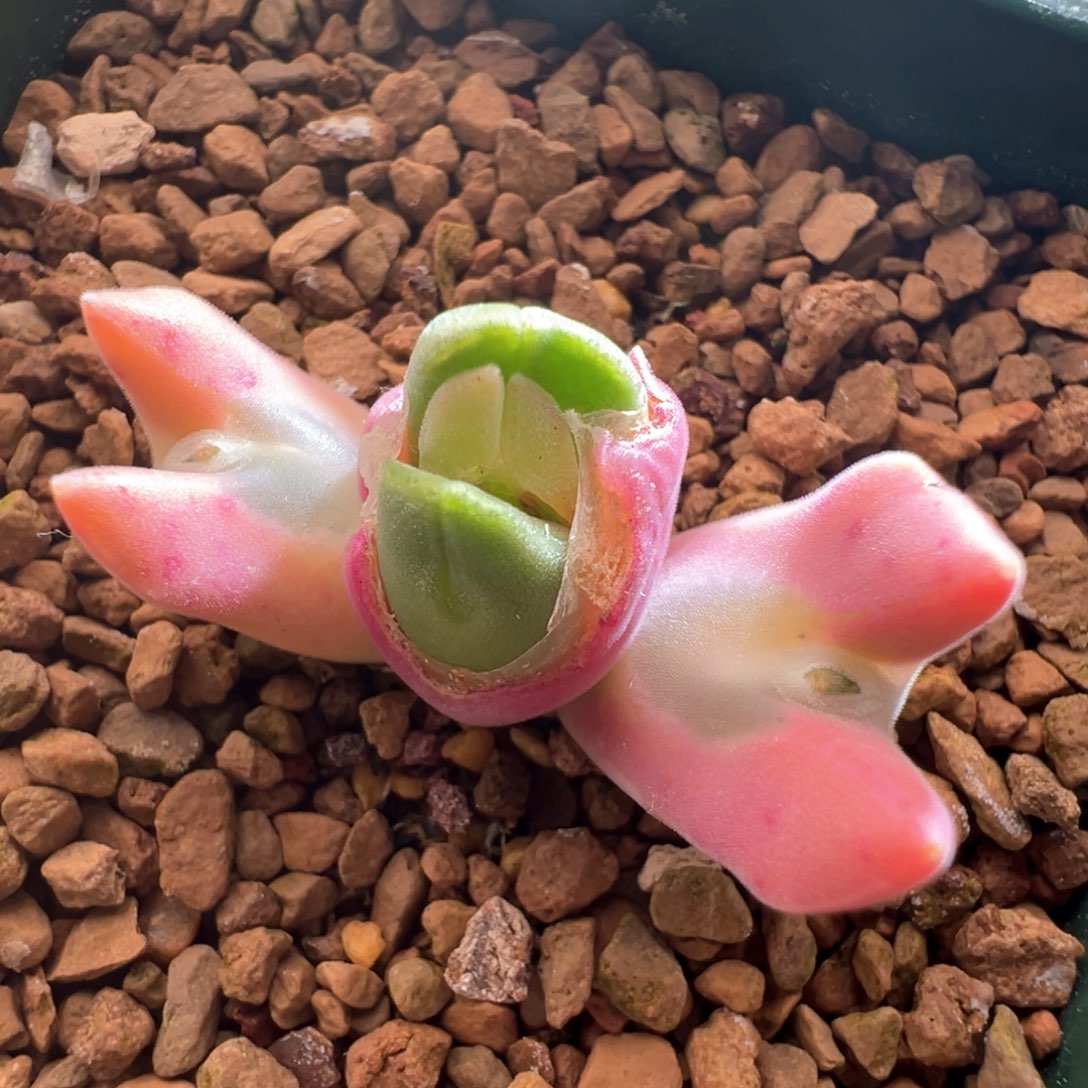 593。青蛙优选全粉体尖尖小耳大眼空蝉