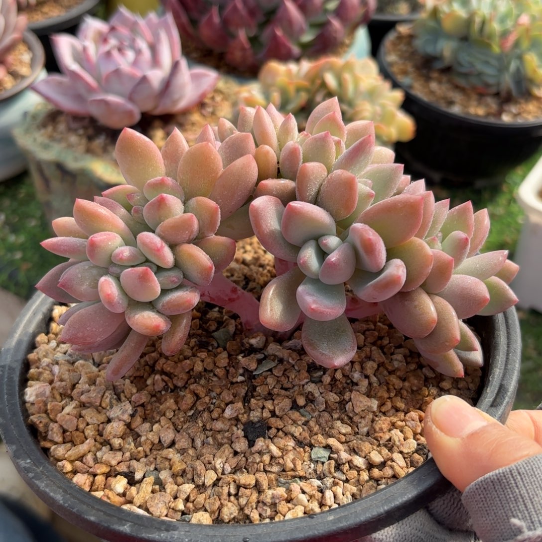 奥普缀多肉88888888888