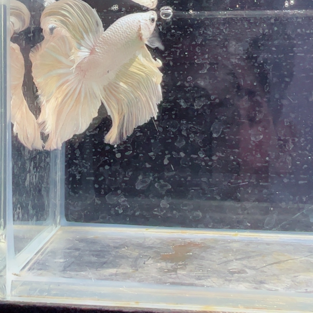 斗鱼浅色特殊尾hhhh