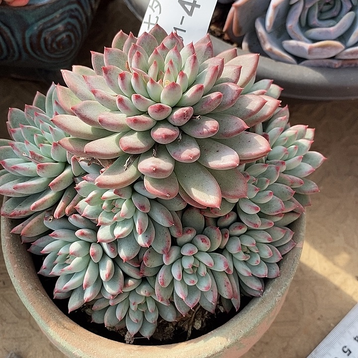 吃****小七夕多肉不知名40