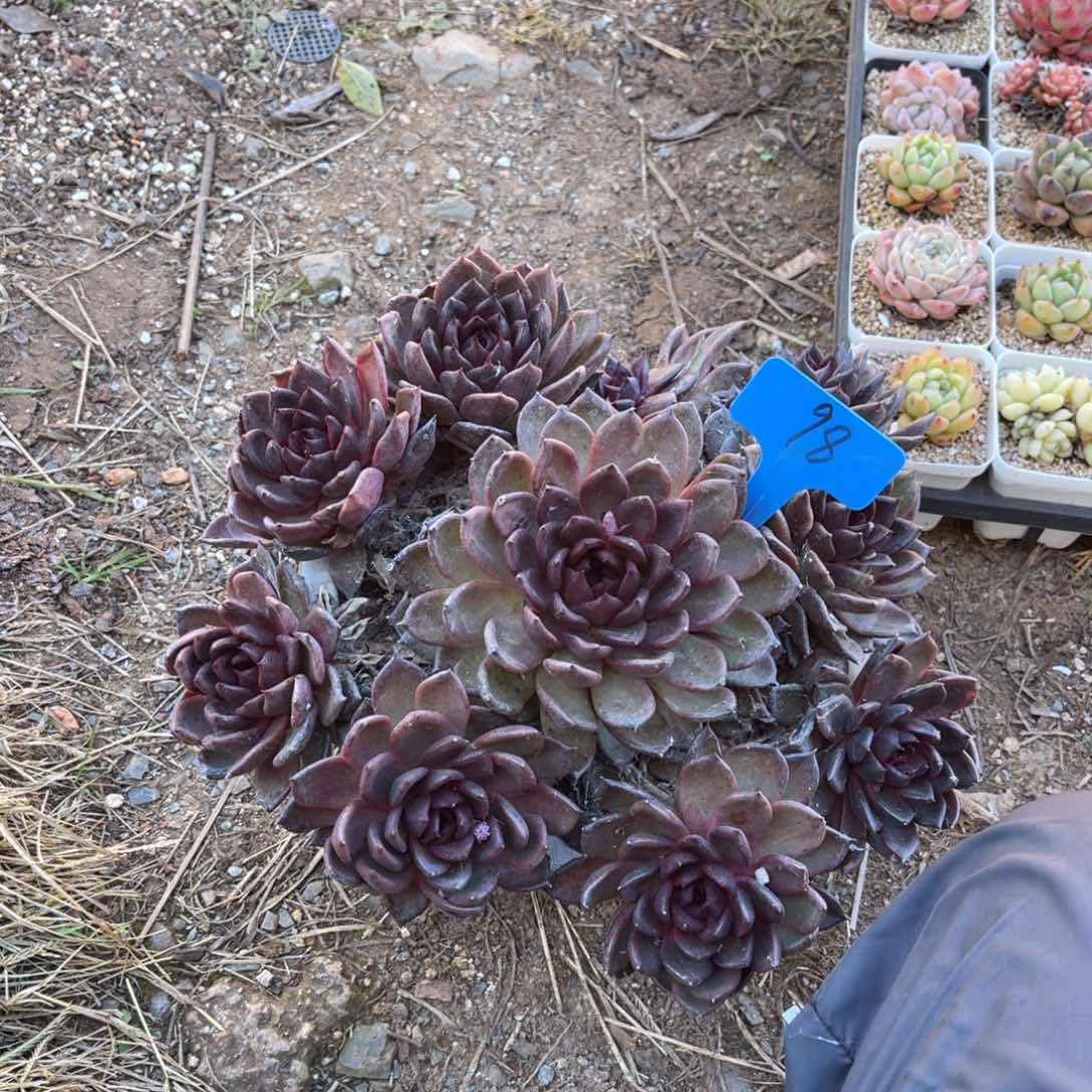 男****）0098水晶多肉