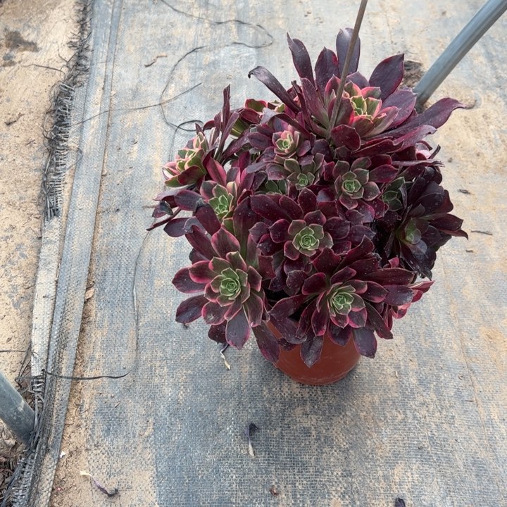 42金丝雀多肉多肉多肉