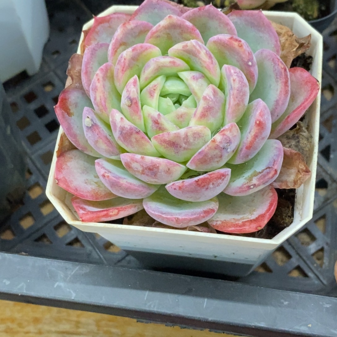 精品多肉一物一拍不包整283