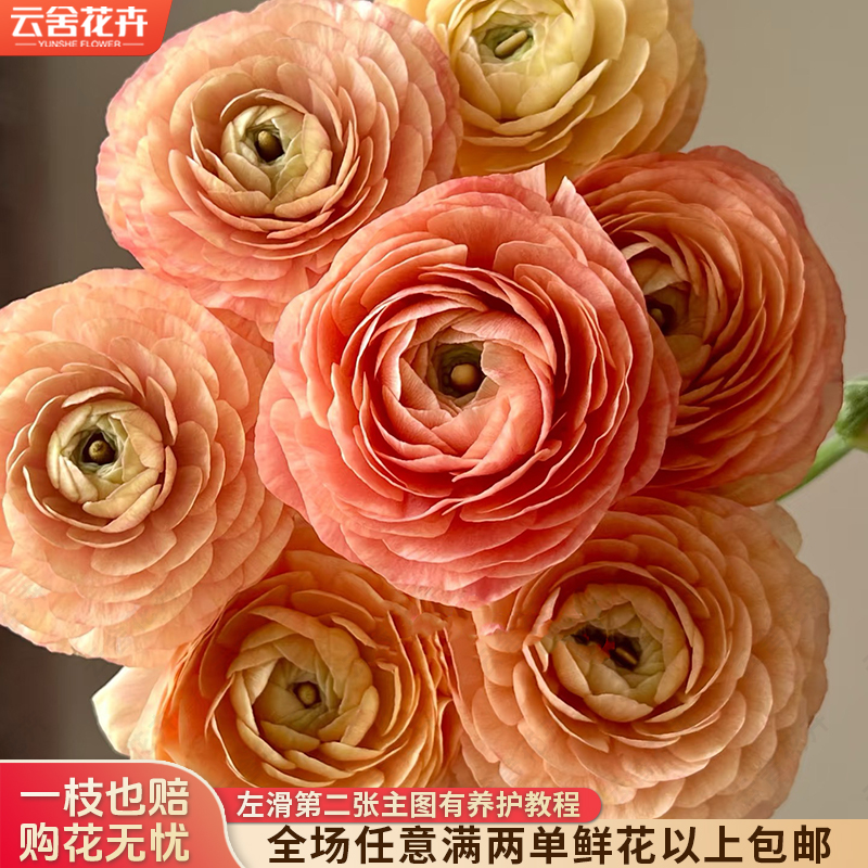 【云舍花卉】【香槟】洋牡丹 全场任意满两单及以上鲜花包邮发货