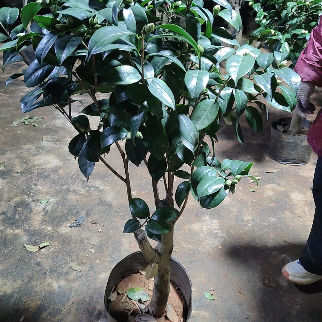 全部花苞龙火珠不包邮