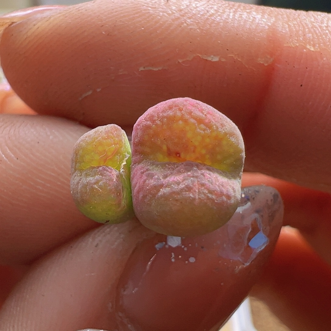 毛杂墨粉脸。  837。