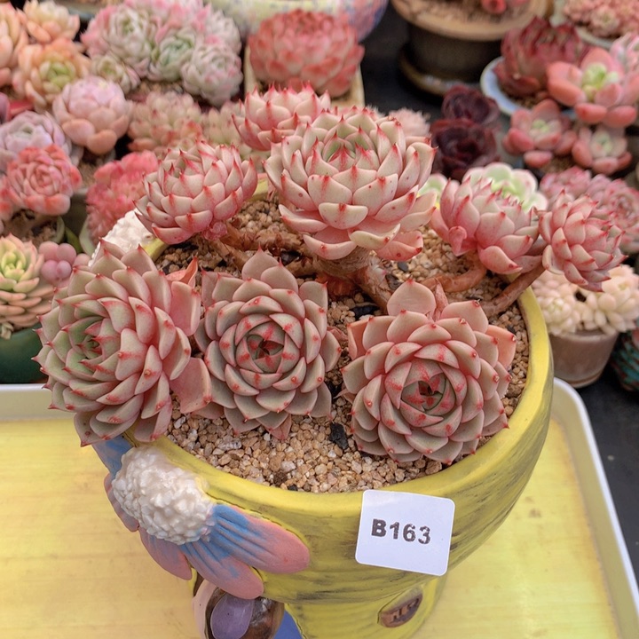 一物一拍满38包邮A163不带盆