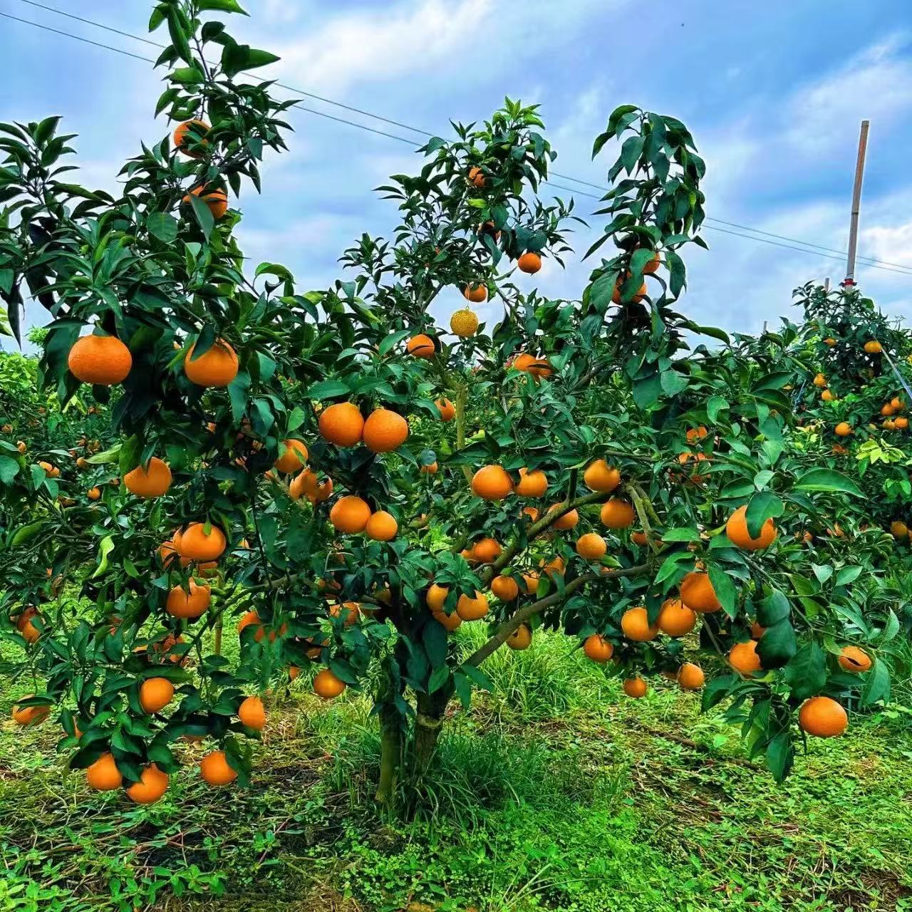 一物一拍橘子树苗果苗南北方种植盆栽地栽