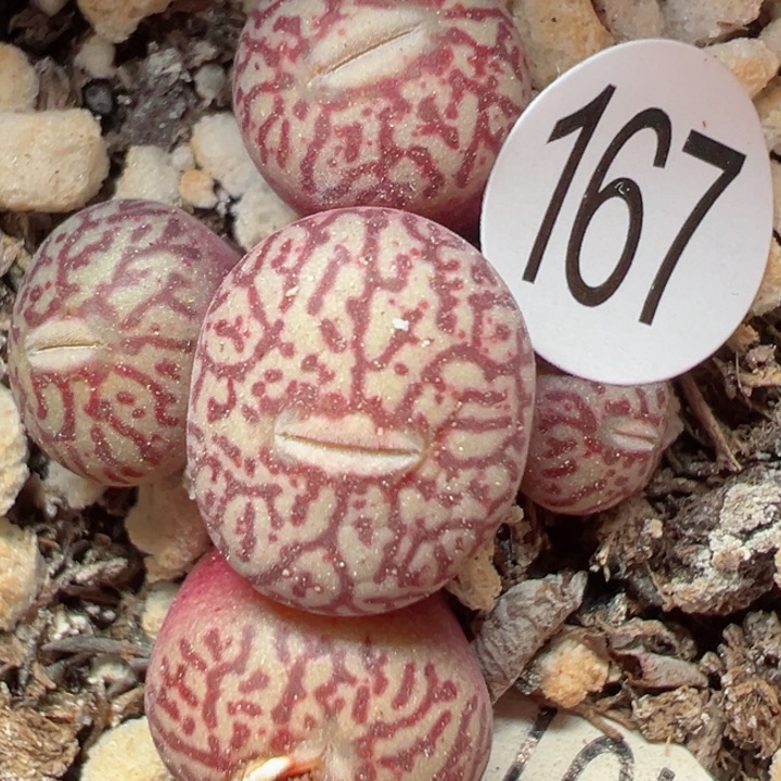 167号111111111111111