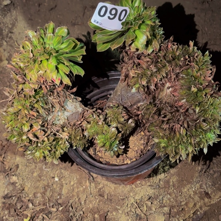 090夕颜多肉植物不售后中班