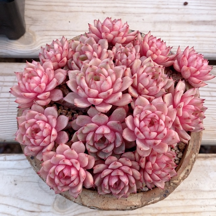 苯巴蒂斯 韩货精品