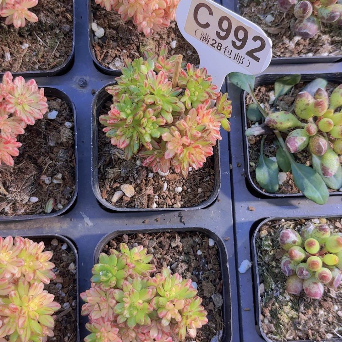 C992小人集锦一物一拍