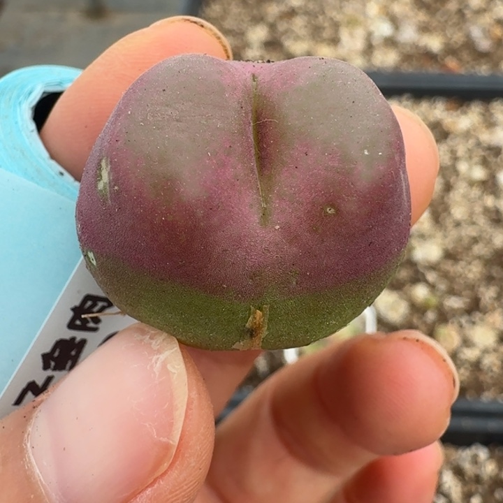 443一颗5859988888800