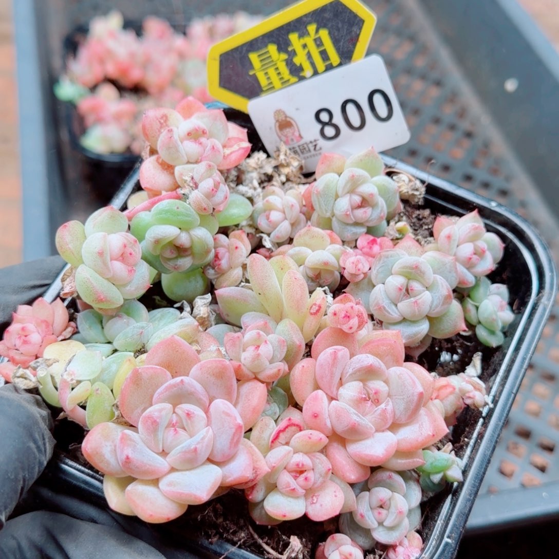 多肉植物多肉植物