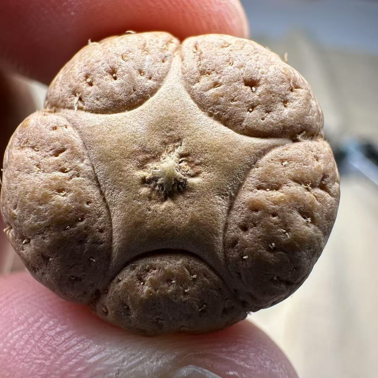 尼泊尔五星菩提，尺寸22，厚度15，sss系列