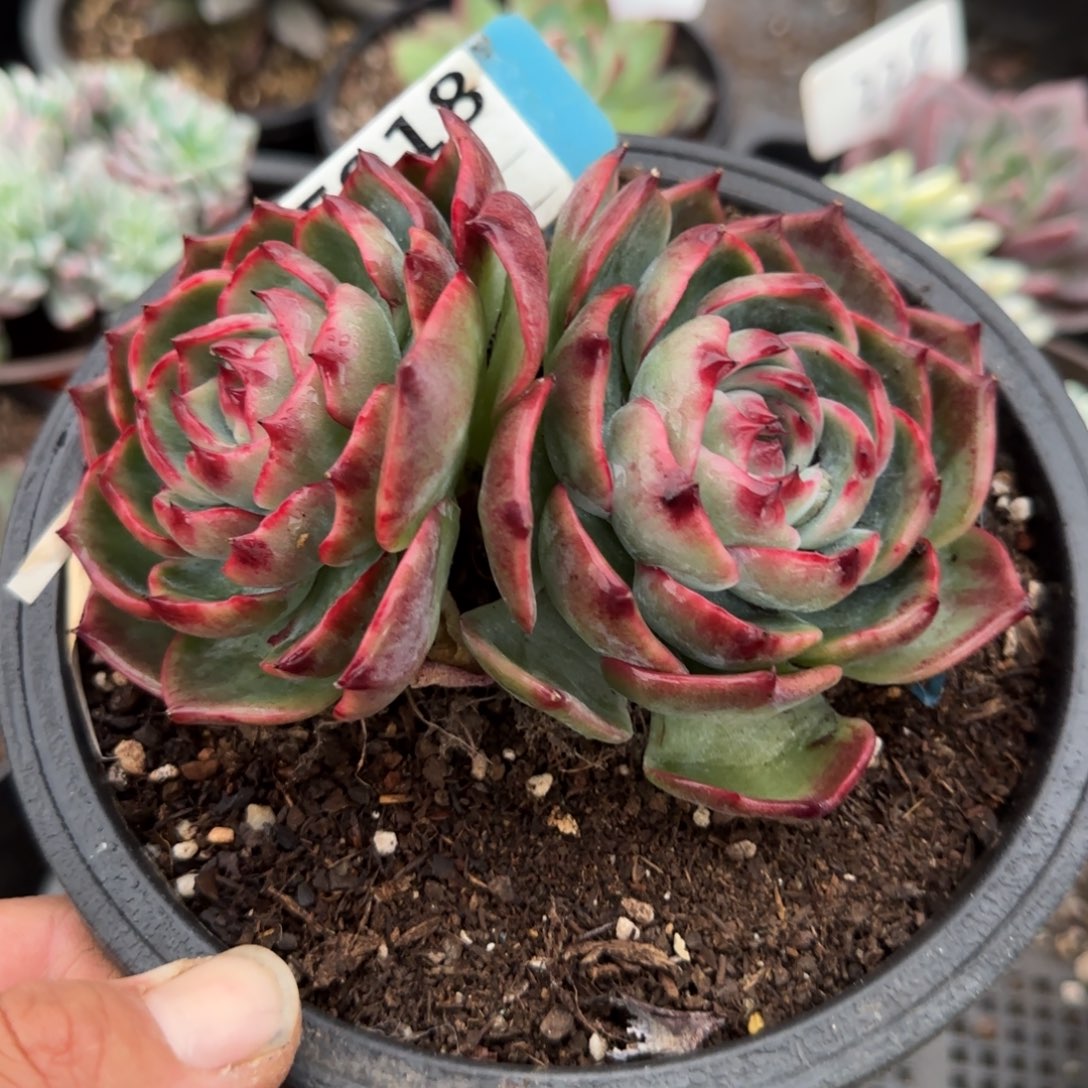 惊鸿一物一拍包装收缩花旱獭918