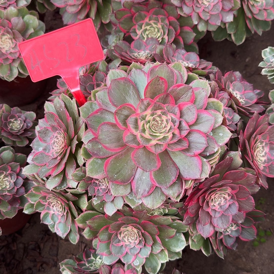 4523粉花妖多肉法师铭文