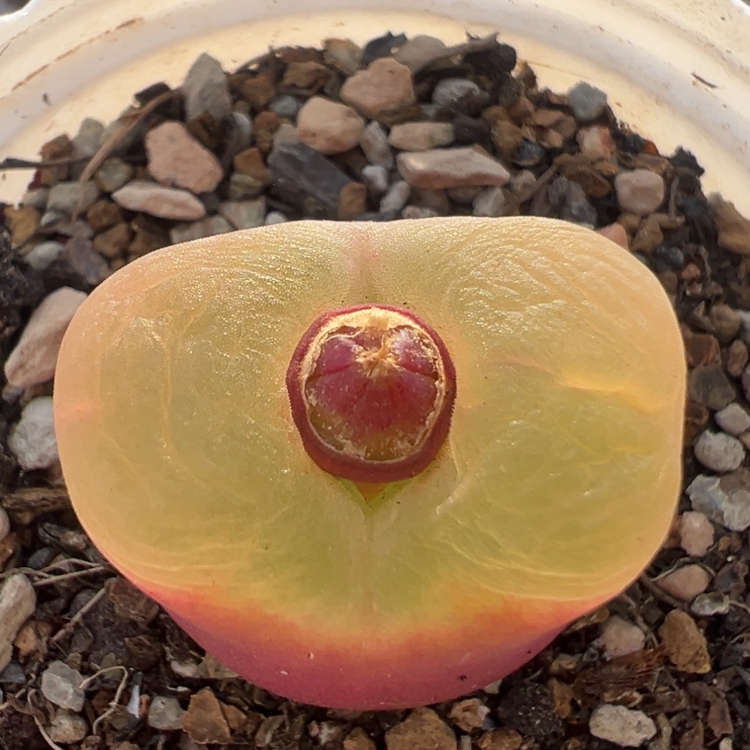 51多肉植物百科植物