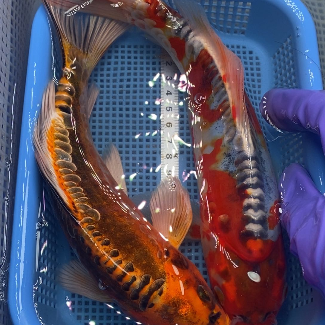 锦鲤冷水锦鲤包邮