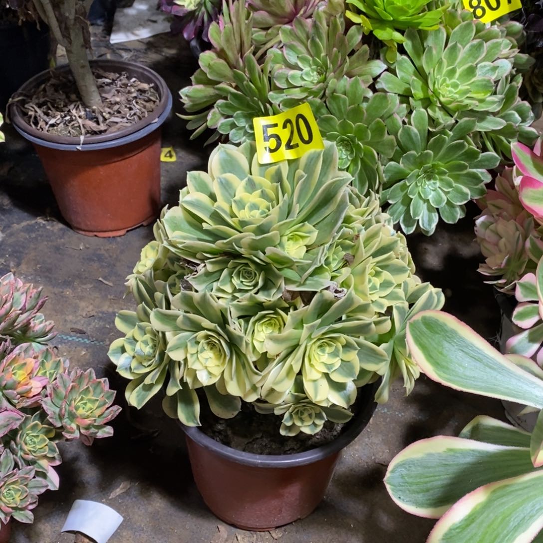 绿豆沙多肉法师520