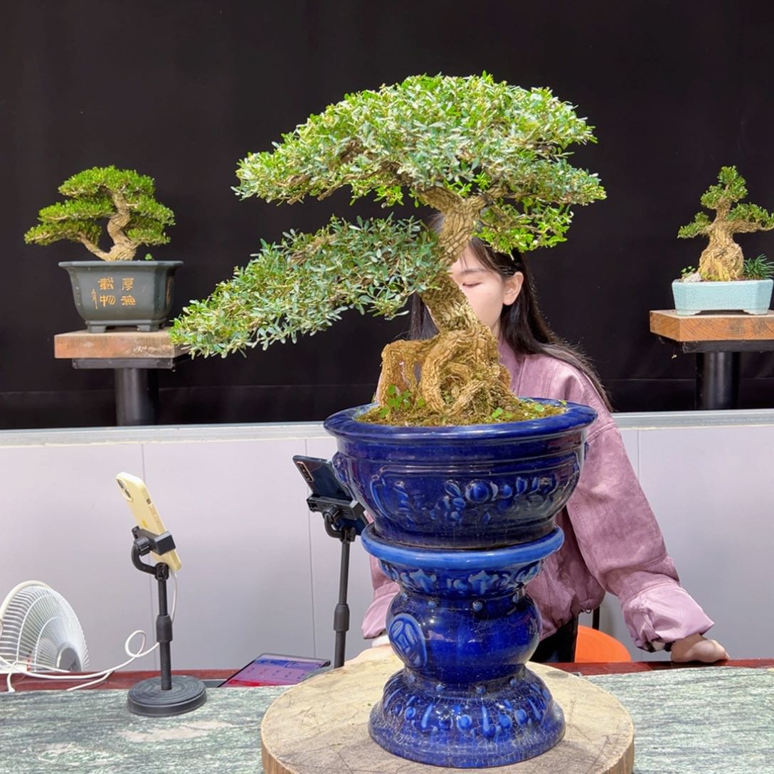 绿植黄杨盆景黄****加盆景