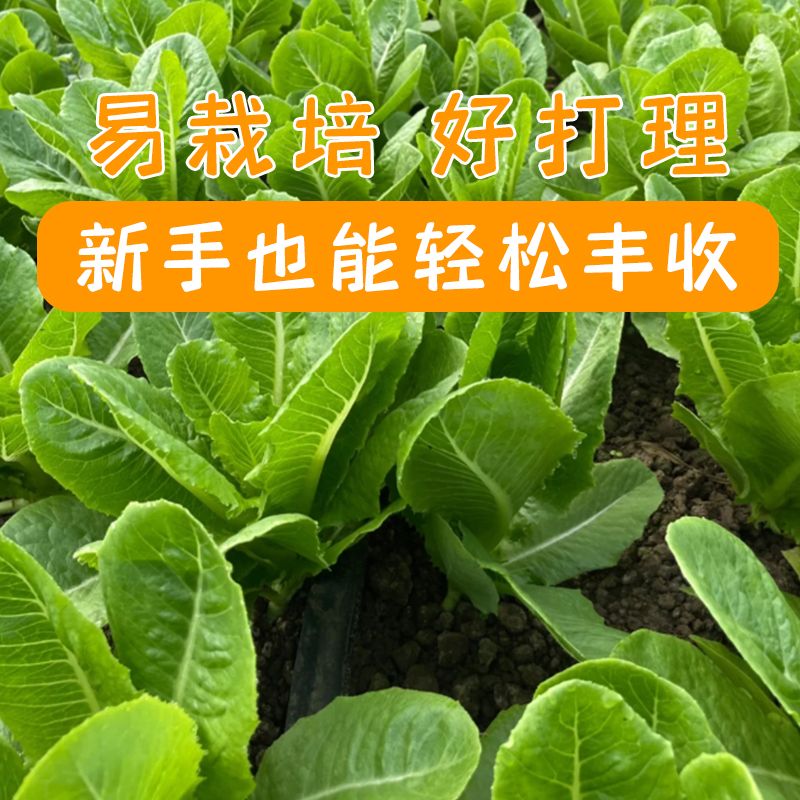 【全店满5包包邮】汉斯沙拉菜种子孔雀直立生菜阳台盆栽春秋四季