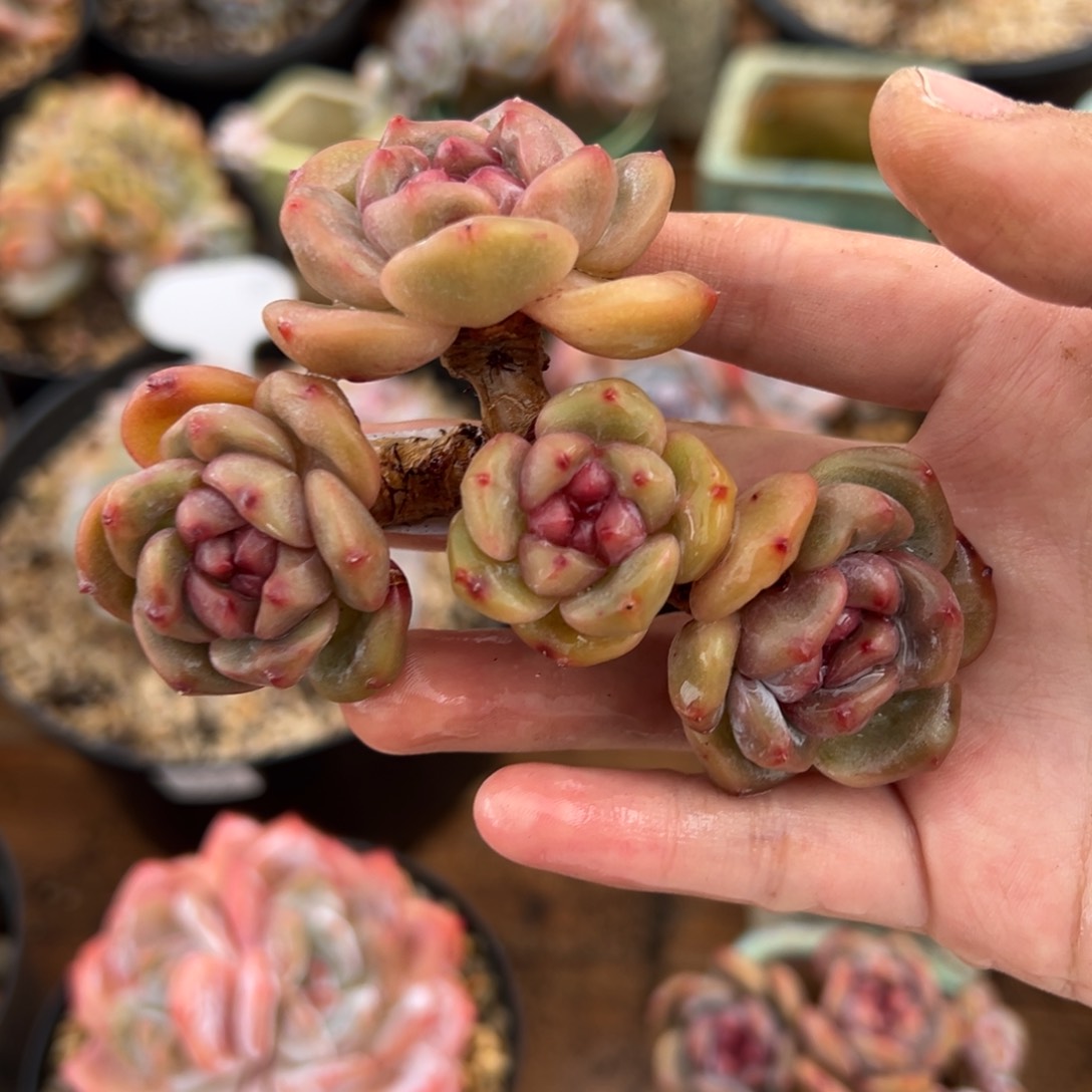 四头绿底紫心小肥肥