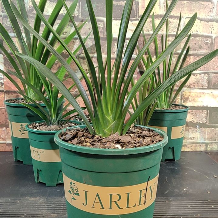 完全开放11111111111