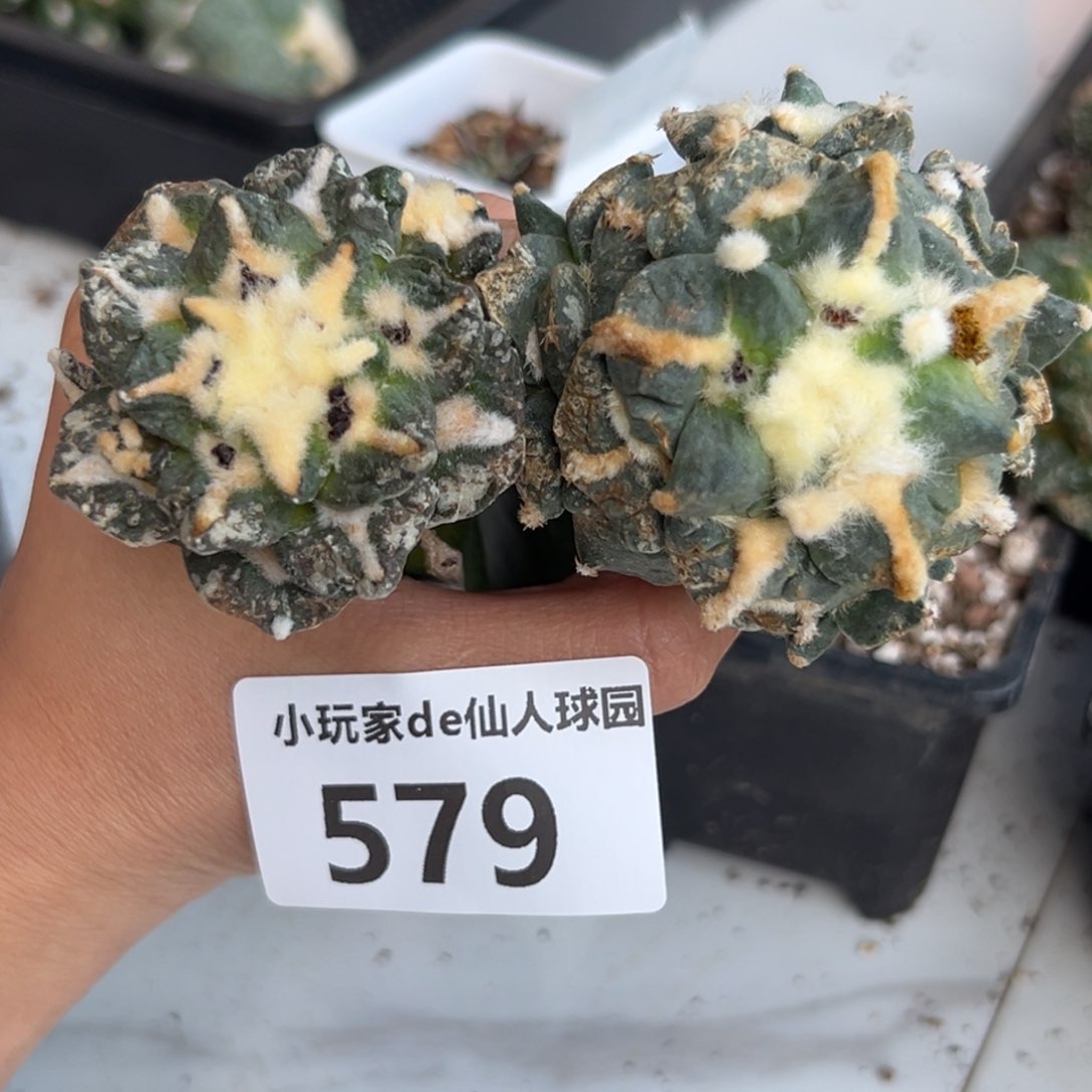 579 实生苗嫁接仙人球