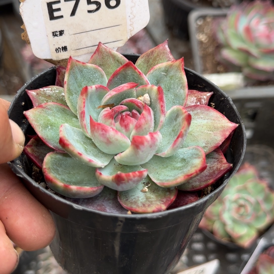 惊鸿一物一拍包装收缩花旱756