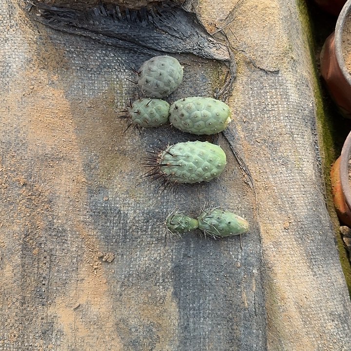 习志野四个品种落地无根