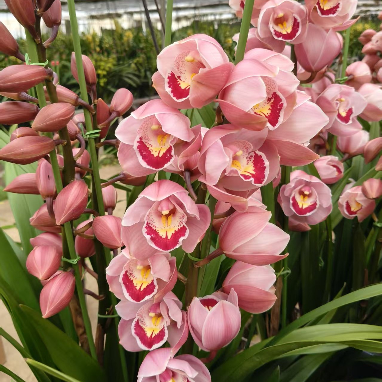 【粉色直兰】年宵花（掉苞裂盆不包赔）七天以后不包售后