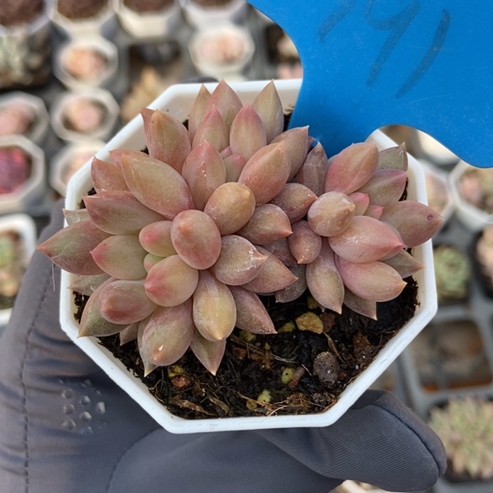 791车厘子多肉植物保护