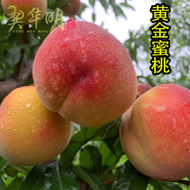 黄金蜜桃5斤新鲜水果整箱现摘露天江西当季纯甜孕妇脆桃子包邮
