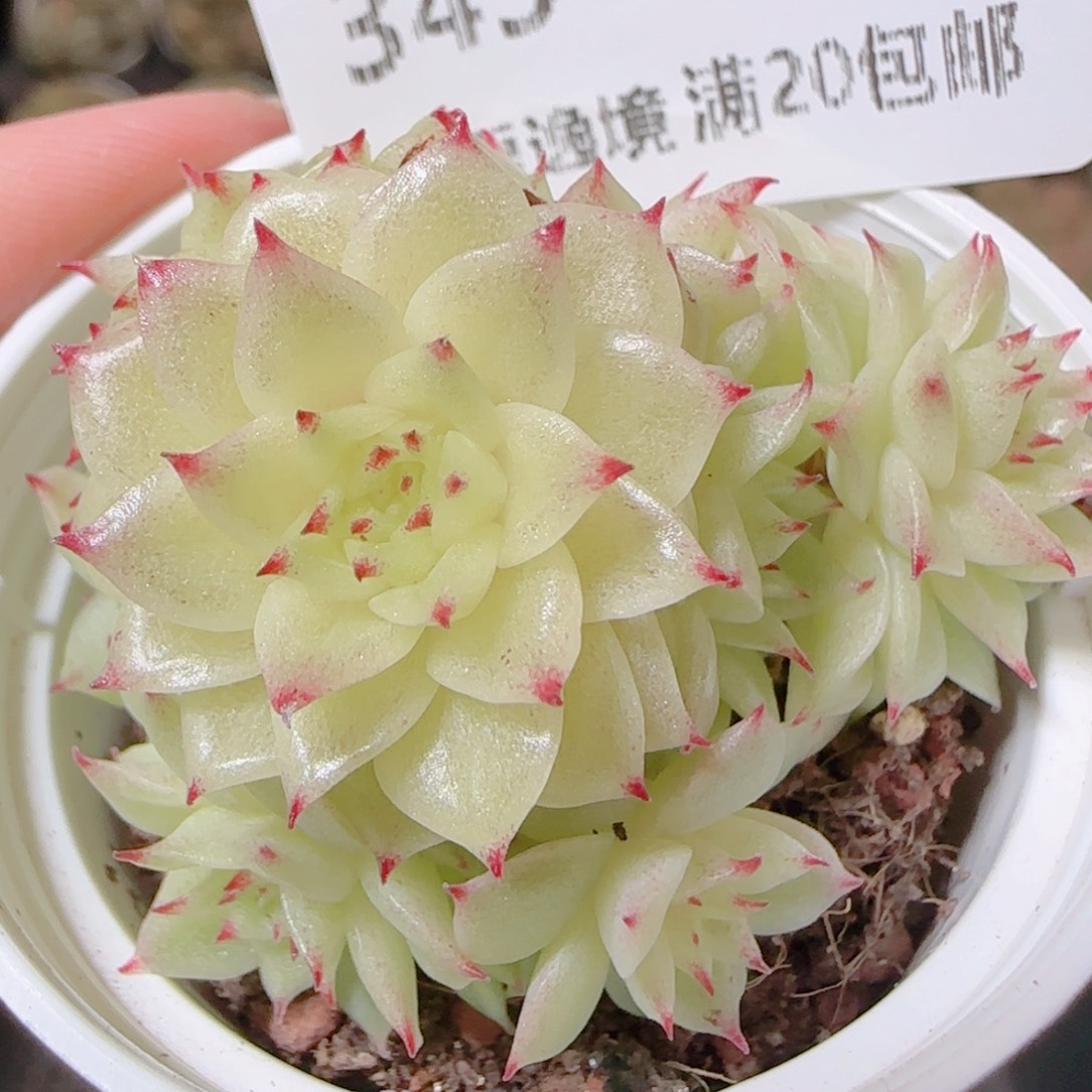 花语逸镜1113-345散