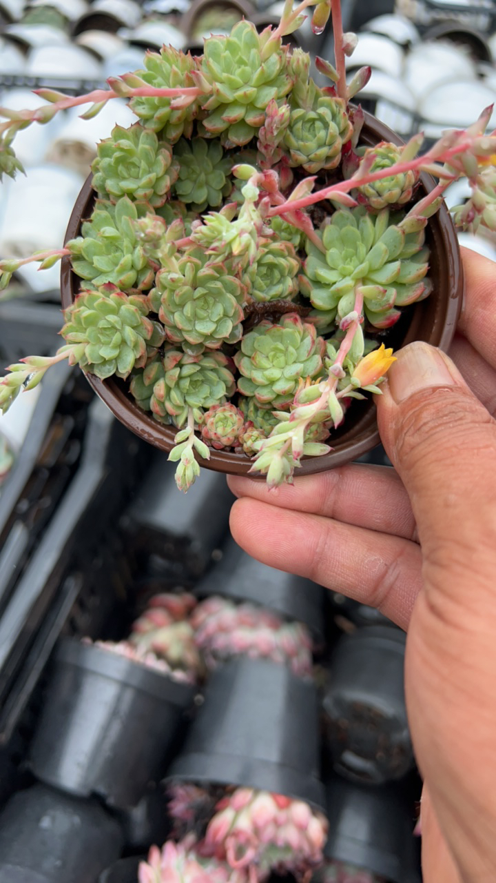 蓝精灵多肉植物老桩（全场凑单满9元包邮。