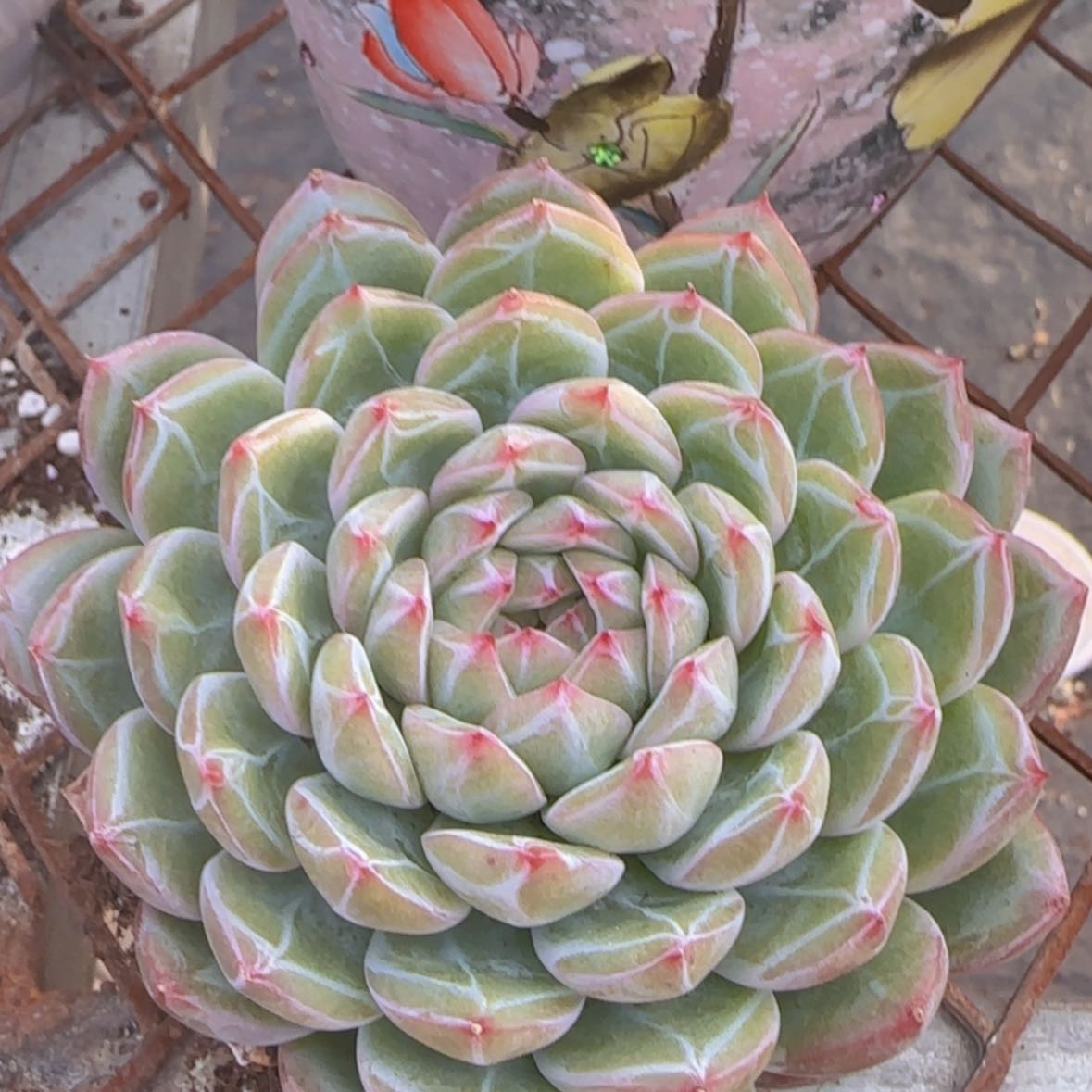 【闪购商品】雪花珍妮9.9