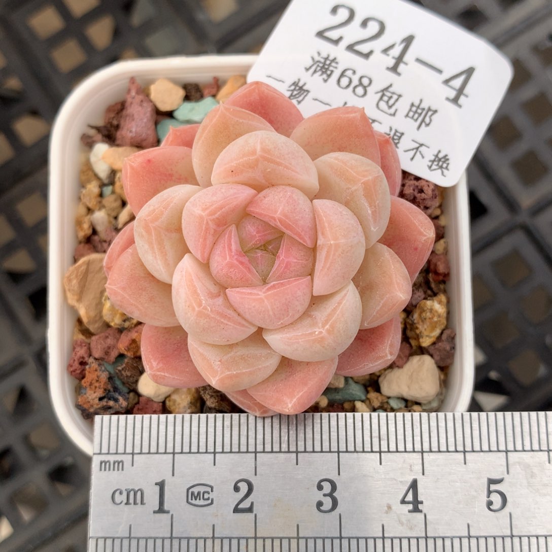 4。白桃汽水。一物一拍。