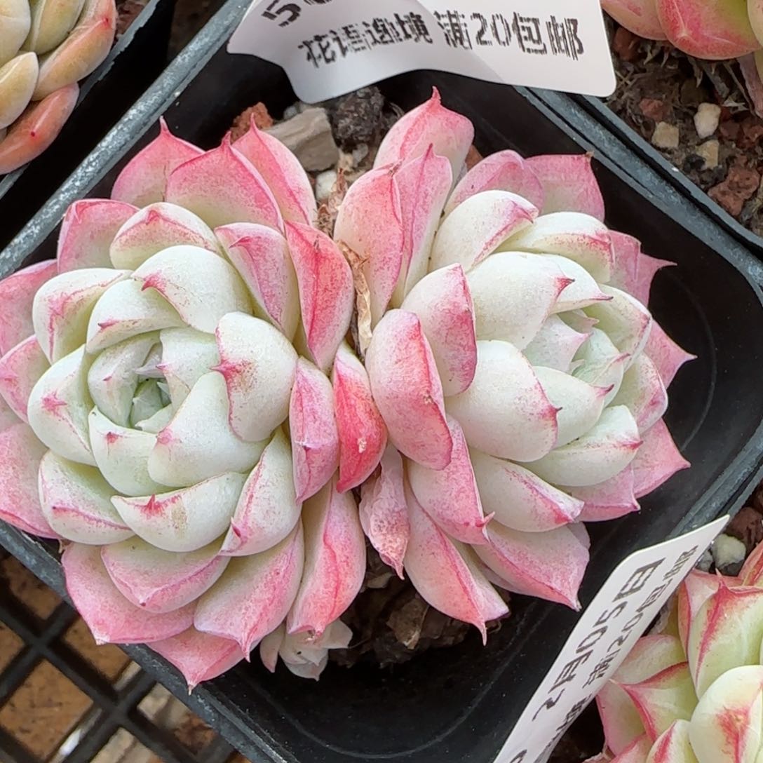 花语逸镜0205-588