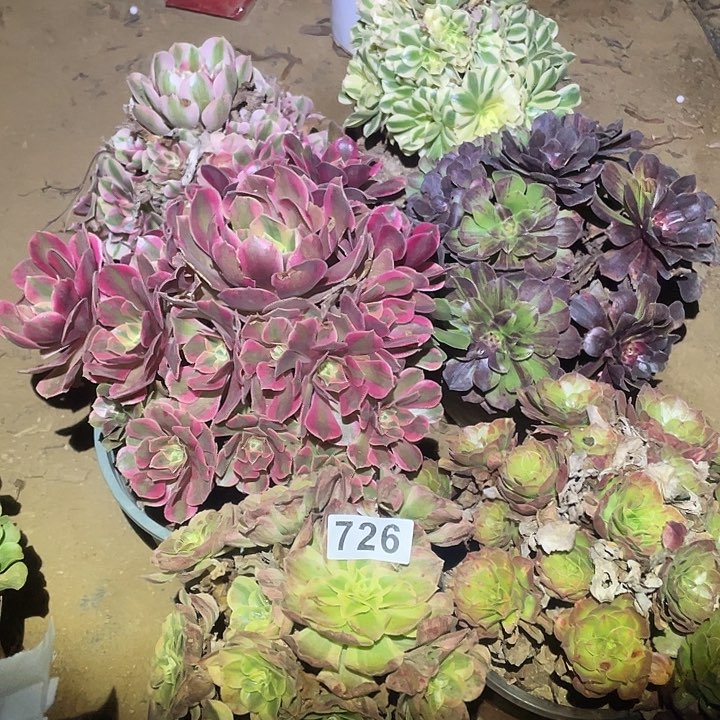 可**?多肉植物断枝不包726法师6颗