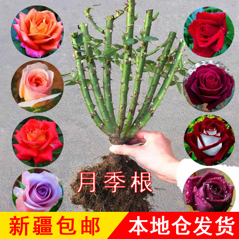 新疆包邮玫瑰花苗老桩树桩老根月季花苗四季开花浓香特大花卉