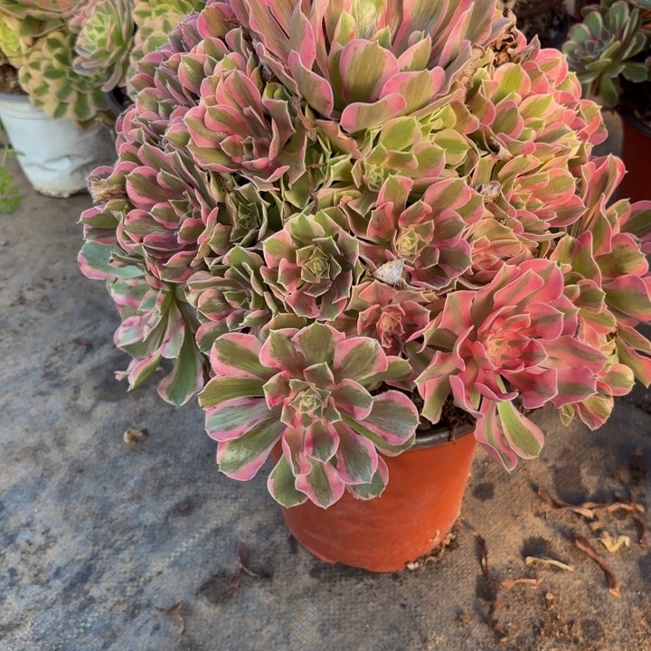 瑞妈多肉园艺994叶罗莎