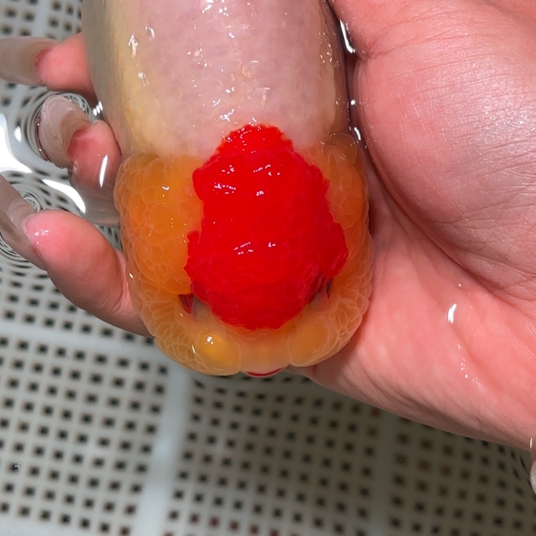 d***️金鱼拍包装包邮，不拍包装运费到付